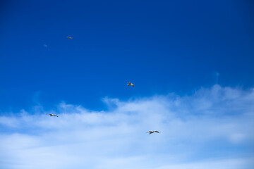 Four white sea gulls flying in the blue sunny sky over the coast of Azov Sea