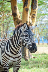 Fototapeta na wymiar Wild zebra in the bush
