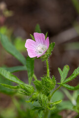 Macrophotographie de fleur sauvage - Guimauve hirsute - Malva setigera