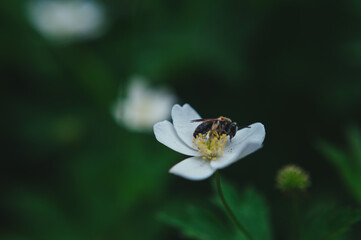  a wasp collects pollen from a strawberry flower. Wasp collecting pollen from a small white flower