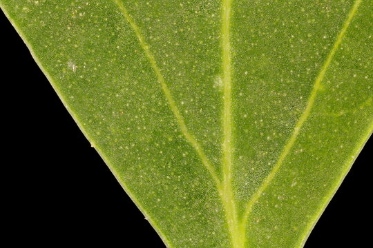 Common Orache (Atriplex patula). Leaf Detail Closeup