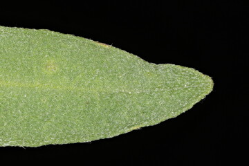 Hoary Alison (Berteroa incana). Leaf Detail Closeup