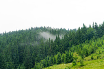 Carpathians after the rain
