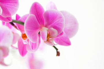 Pink orchid on white background, Orchidaceae