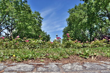 Fototapeta na wymiar Kuppel der Einsegnungshalle auf dem Freiburger Hauptfriedhof hinter Blüten
