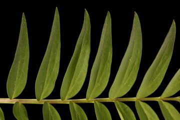 Jacob's Ladder (Polemonium caeruleum). Leaf Detail Closeup
