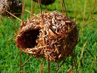 France, Reunion Island, Indian Ocean, nest of birds in braided willow