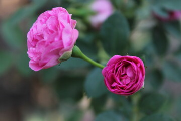 pink rose in garden