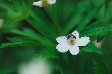  a wasp collects pollen from a strawberry flower. Wasp collecting pollen from a small white flower