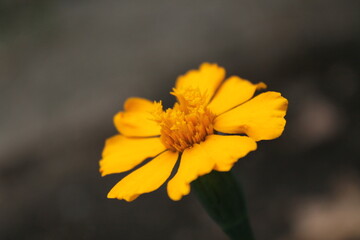 orange marigold flower
