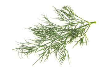 Fresh green dill herb branch