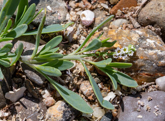 Macrophotographie de fleur sauvage - Héliotrope de Curaçao - Heliotropium curassavicum