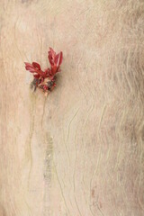 New leafs on wooden