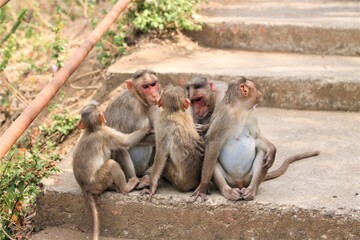 baby baboon mother and baby