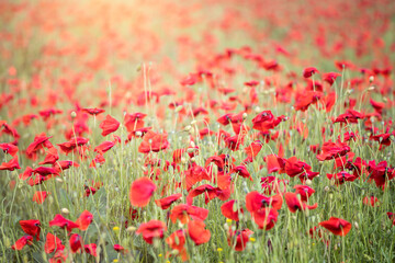Fototapeta premium Poppy flowers in the sun.