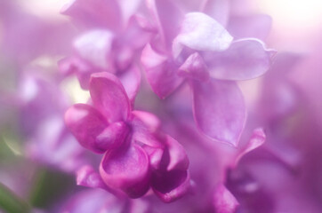 flowering purple lilac, purple lilac flowers close-up , background with lilac