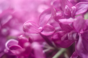 Obraz premium flowering purple lilac, purple lilac flowers close-up , background with lilac
