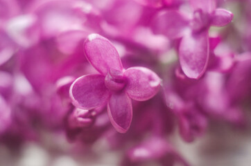 flowering purple lilac, purple lilac flowers close-up , background with lilac