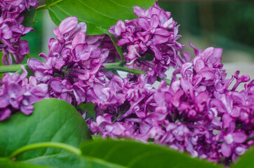 background with lilac, flowering purple lilac, sprig of purple lilac on a wooden background, lilac flowers