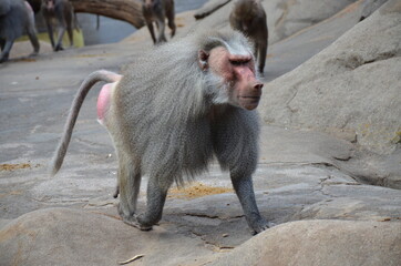 Wild Hamadryas baboon, zoo of Frankfurt (Germany)