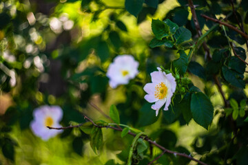 Wild rose blooming