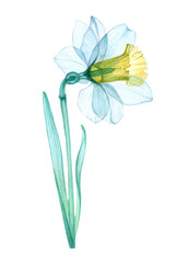 narcissus transparent flower white yellow petals, x-ray of the daffodil jonquil tender, stem with leaves, pistils, hand-drawn watercolor, drawing of the flower structure isolated on a white background
