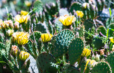 Blooming Opuntia cactus