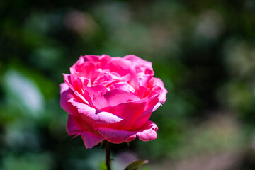 Pink rose flower