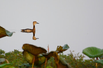 Lesser Whistling Duck  is swimming on a water