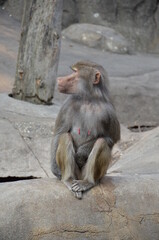 Wild Hamadryas baboon, zoo of Frankfurt (Germany)