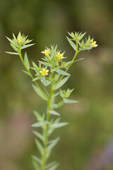 Macrophotographie de fleur sauvage -  Lin raide - Linum strictum