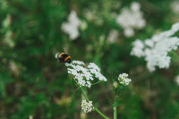  a bee collects pollen from a anthriscus sylvestris. bee collecting pollen from a small white flower