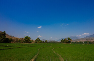 Rice field in very green color, in summer amid bright blue sky.