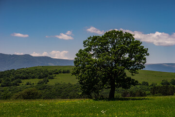 Obraz premium Rural landscape with only tree
