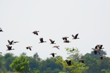 a flock of Lesser Whistling Duck  is flying