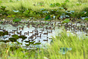 a flock of Lesser Whistling Duck  is swimming on a water