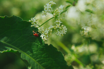  ladybug creeps on a white flower. Macro photo of a ladybug. Macro photo of a red insect