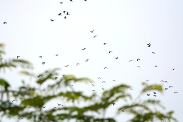 a flock of Lesser Whistling Duck  is flying