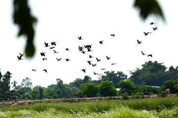 a flock of Lesser Whistling Duck  is flying