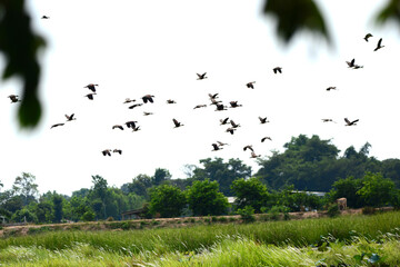 a flock of Lesser Whistling Duck  is flying