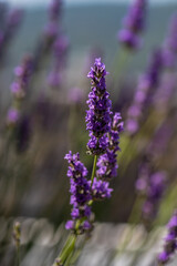 Flowering Lavandula plant in a summer garden