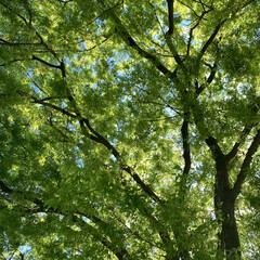 Fototapeta na wymiar Tree canopy in summer