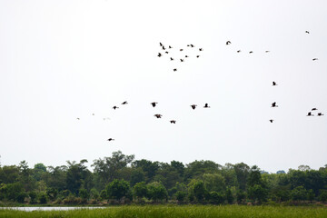 a flock of Lesser Whistling Duck  is flying
