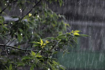 Maple branches in the rain. Rainy cool summer in the Western Urals.