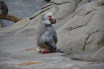 Obraz premium Wild Hamadryas baboon, zoo of Frankfurt (Germany)