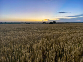 Sunset and wheat spike