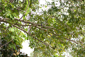 Fototapeta premium Ashy Minivet is on a tree branch