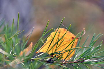 A yellow birch leaf stuck in the green needles of a pine branch. Sunny autumn day in a forest in the Western Urals.