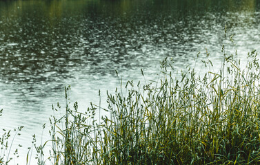 Tall green grass against the background of the river in the rain. Selective focus