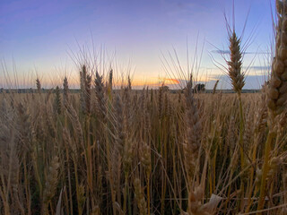 Fototapeta premium Sunset and wheat spike